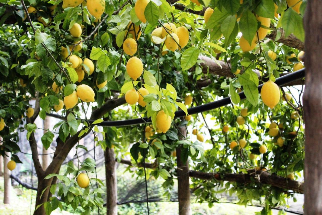 Poggio Angelarosa: Lemon Garden Stay&Relax Scala Exterior photo